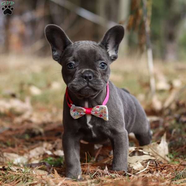 Stella, French Bulldog Puppy